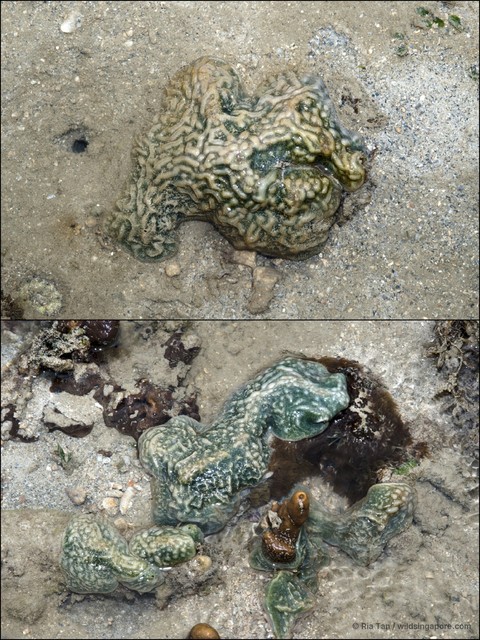 Ascidiacea sp. "Ascidian 7" • © Ria Tan • All Rights Reserved