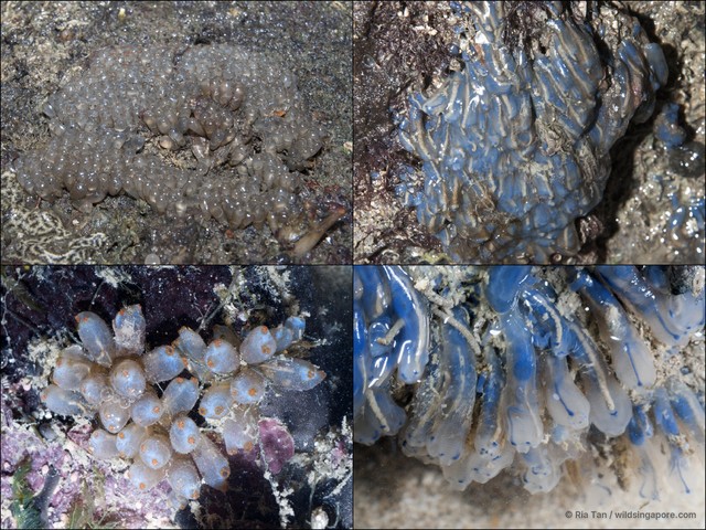 Ascidiacea sp. "Ascidian 8" • © Ria Tan • All Rights Reserved