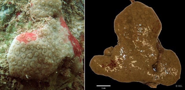 Ascidiacea sp. "Ascidian IP0445" • © REL • All Rights Reserved
