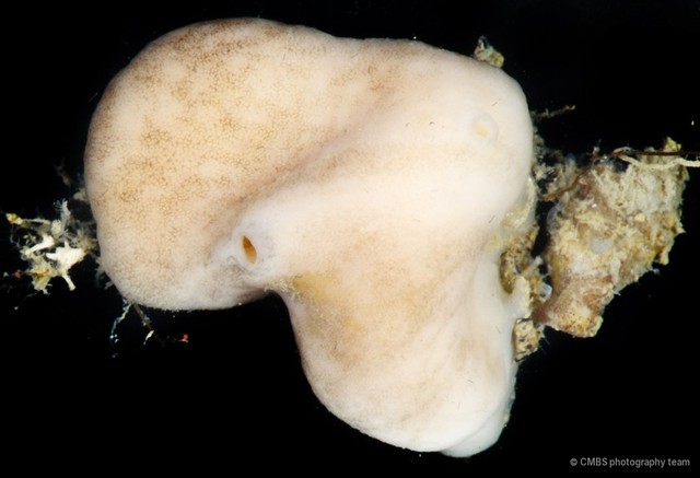 Ascidiacea sp. "Ascidian JS-1101" • © CMBS photography team • All Rights Reserved
