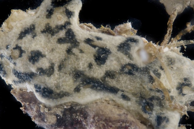 Ascidiacea sp. "Colonial ascidian 1" • © Rene Ong • All Rights Reserved