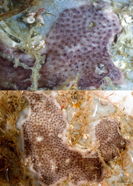 Ascidiacea sp. "Colonial ascidian 10" • © Rene Ong • All Rights Reserved
