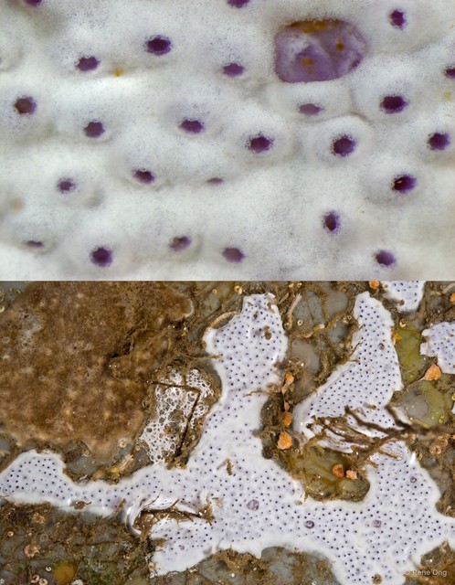 Ascidiacea sp. "Colonial ascidian 11" • © Rene Ong • All Rights Reserved