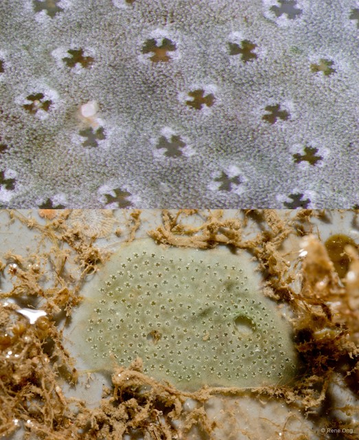 Ascidiacea sp. "Colonial ascidian 12" • © Rene Ong • All Rights Reserved