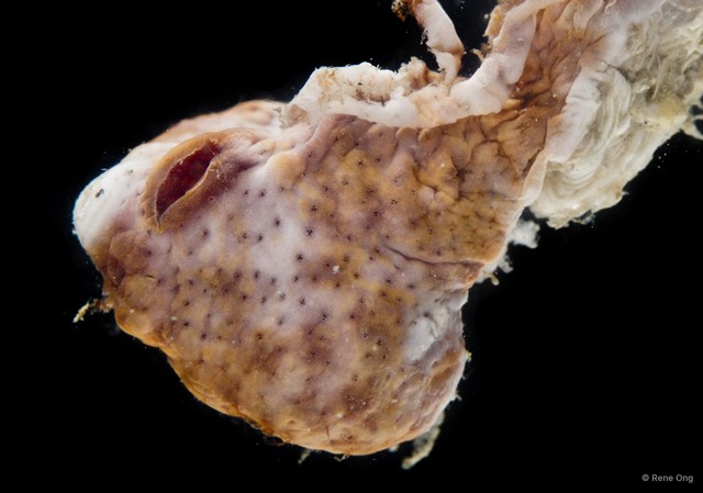 Ascidiacea sp. "Colonial ascidian 13" • © Rene Ong • All Rights Reserved