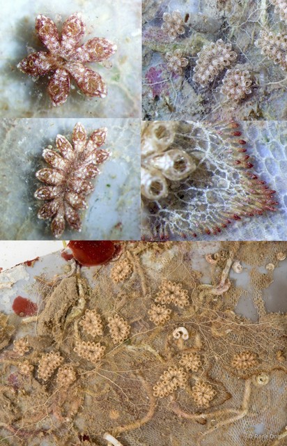 Ascidiacea sp. "Colonial ascidian 14" • © Rene Ong • All Rights Reserved
