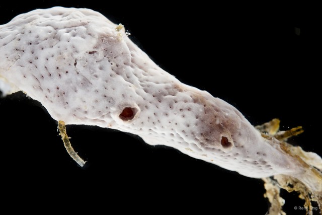Ascidiacea sp. "Colonial ascidian 15" • © Rene Ong • All Rights Reserved