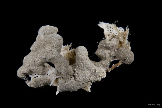 Ascidiacea sp. "Colonial ascidian 16" • © Rene Ong • All Rights Reserved