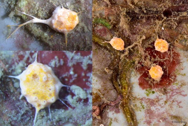 Ascidiacea sp. "Colonial ascidian 17" • © Rene Ong • All Rights Reserved