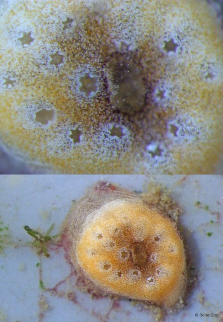 Ascidiacea sp. "Colonial ascidian 18" • © Rene Ong • All Rights Reserved