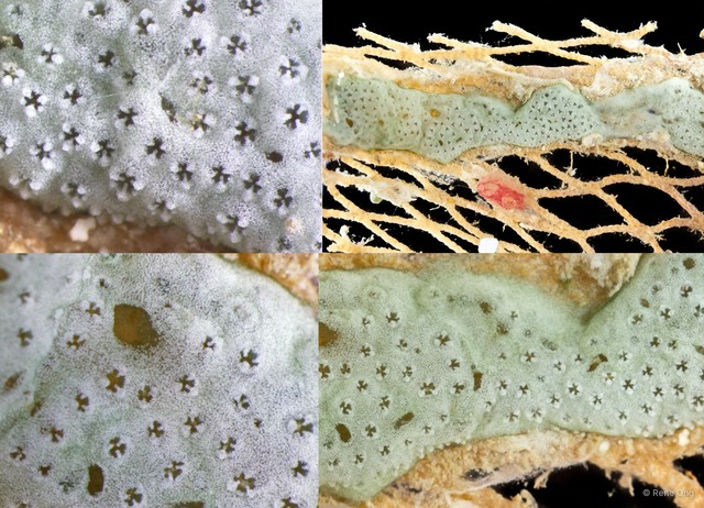 Ascidiacea sp. "Colonial ascidian 19" • © Rene Ong • All Rights Reserved