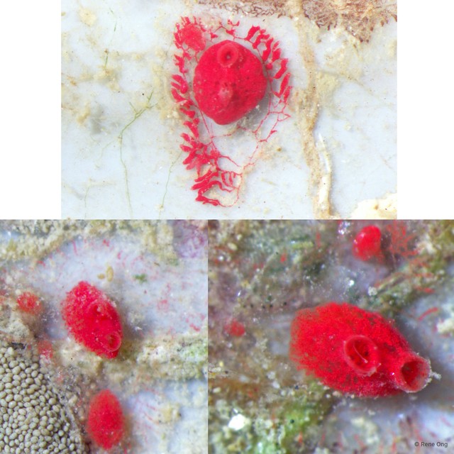 Ascidiacea sp. "Colonial ascidian 2" • © Rene Ong • All Rights Reserved