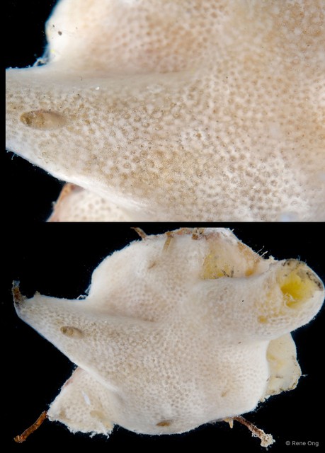 Ascidiacea sp. "Colonial ascidian 20" • © Rene Ong • All Rights Reserved