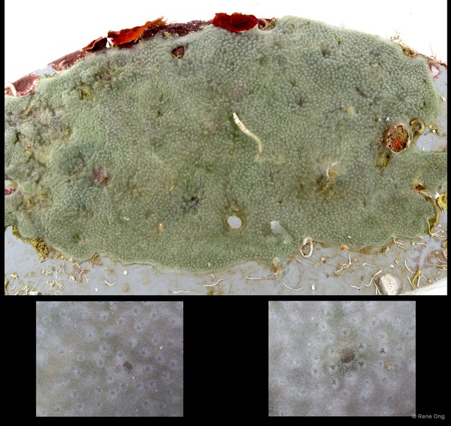 Ascidiacea sp. "Colonial ascidian 21" • © Rene Ong • All Rights Reserved