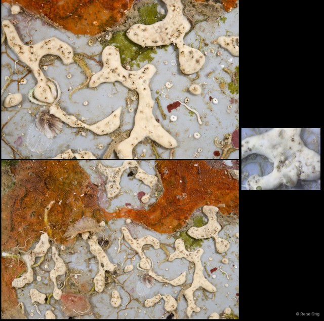 Ascidiacea sp. "Colonial ascidian 22" • © Rene Ong • All Rights Reserved