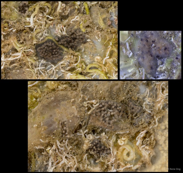 Ascidiacea sp. "Colonial ascidian 24" • © Rene Ong • All Rights Reserved