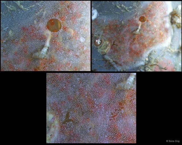 Ascidiacea sp. "Colonial ascidian 25" • © Rene Ong • All Rights Reserved