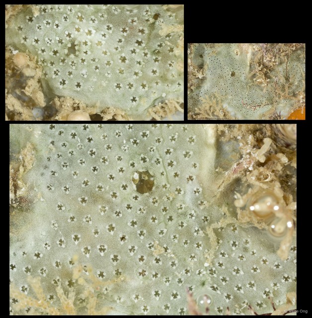 Ascidiacea sp. "Colonial ascidian 26" • © Rene Ong • All Rights Reserved