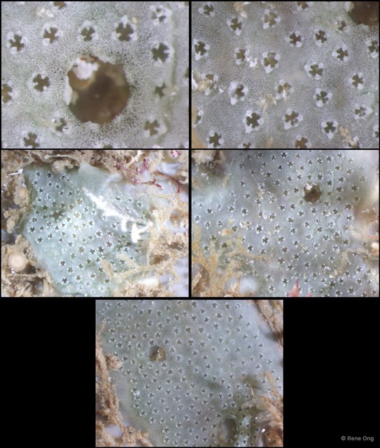 Ascidiacea sp. "Colonial ascidian 27" • © Rene Ong • All Rights Reserved