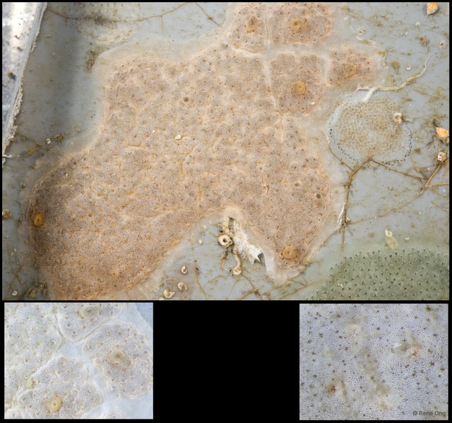 Ascidiacea sp. "Colonial ascidian 28" • © Rene Ong • All Rights Reserved