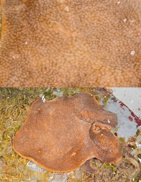 Ascidiacea sp. "Colonial ascidian 3" • © Rene Ong • All Rights Reserved
