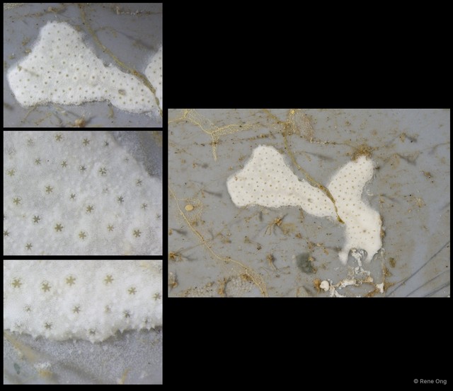 Ascidiacea sp. "Colonial ascidian 30" • © Rene Ong • All Rights Reserved
