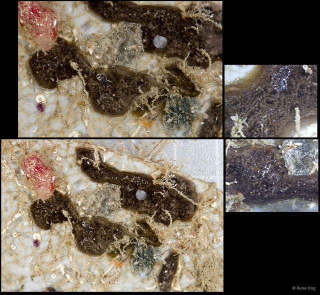 Ascidiacea sp. "Colonial ascidian 31" • © Rene Ong • All Rights Reserved