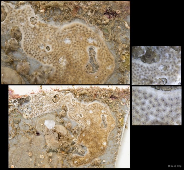 Ascidiacea sp. "Colonial ascidian 32" • © Rene Ong • All Rights Reserved