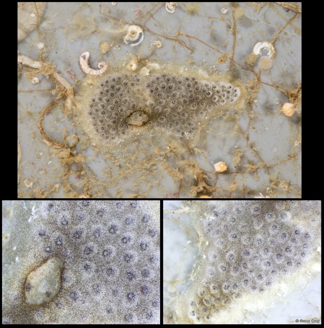 Ascidiacea sp. "Colonial ascidian 33" • © Rene Ong • All Rights Reserved