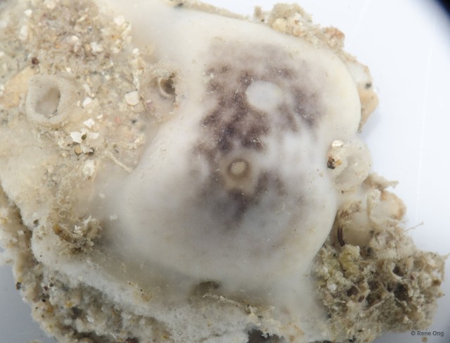Ascidiacea sp. "Colonial ascidian 34" • © Rene Ong • All Rights Reserved