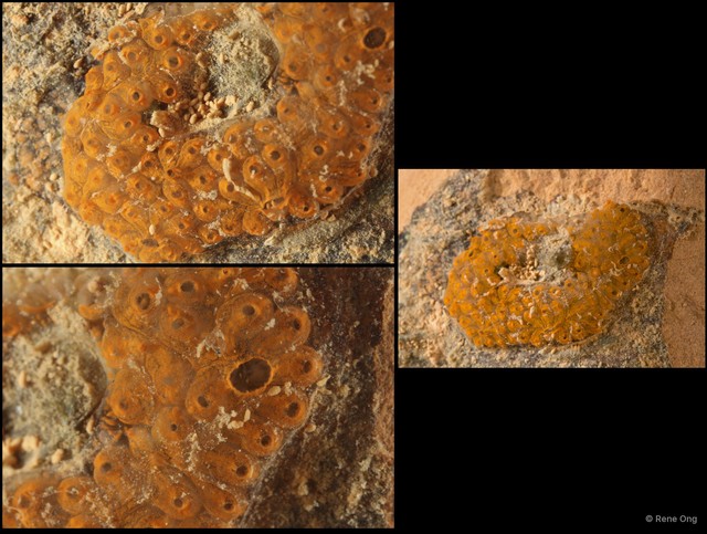 Ascidiacea sp. "Colonial ascidian 35" • © Rene Ong • All Rights Reserved