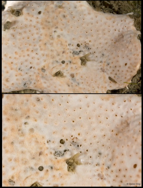 Ascidiacea sp. "Colonial ascidian 36" • © Rene Ong • All Rights Reserved