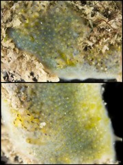 Ascidiacea sp. "Colonial ascidian 37"