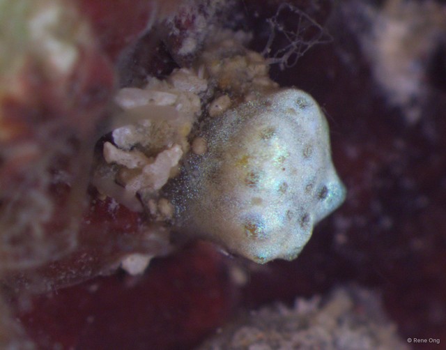 Ascidiacea sp. "Colonial ascidian 38" • © Rene Ong • All Rights Reserved