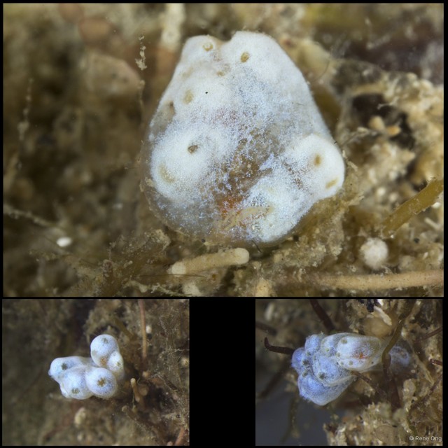Ascidiacea sp. "Colonial ascidian 39" • © Rene Ong • All Rights Reserved