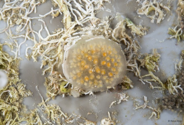 Ascidiacea sp. "Colonial ascidian 4" • © Rene Ong • All Rights Reserved