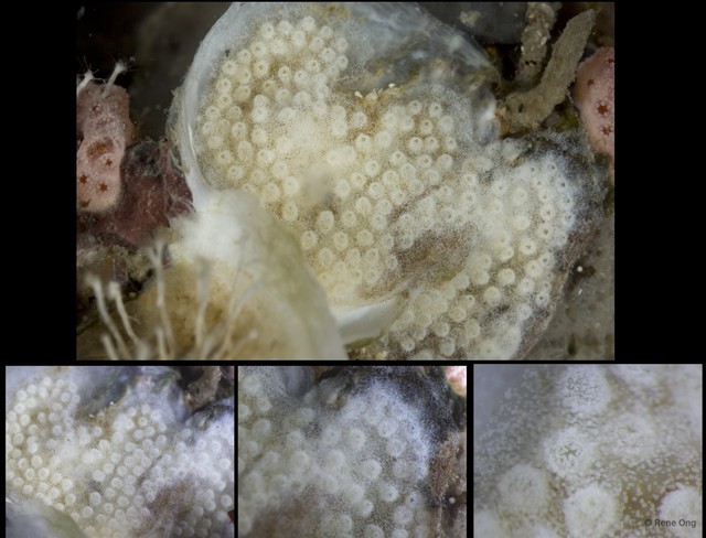Ascidiacea sp. "Colonial ascidian 40" • © Rene Ong • All Rights Reserved