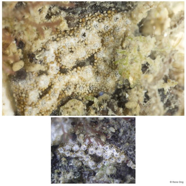 Ascidiacea sp. "Colonial ascidian 41" • © Rene Ong • All Rights Reserved