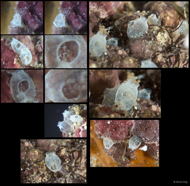 Ascidiacea sp. "Colonial ascidian 42" • © Rene Ong • All Rights Reserved