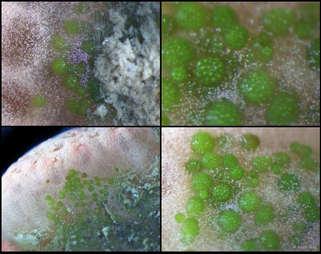 Ascidiacea sp. "Colonial ascidian 43" • © Rene Ong • All Rights Reserved