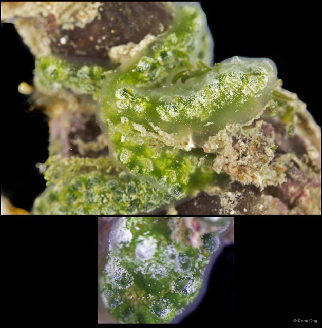 Ascidiacea sp. "Colonial ascidian 44" • © Rene Ong • All Rights Reserved