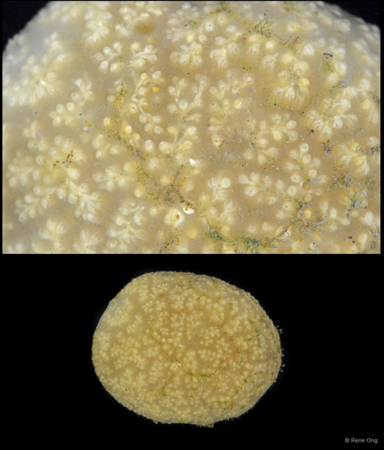 Ascidiacea sp. "Colonial ascidian 46" • © Rene Ong • All Rights Reserved