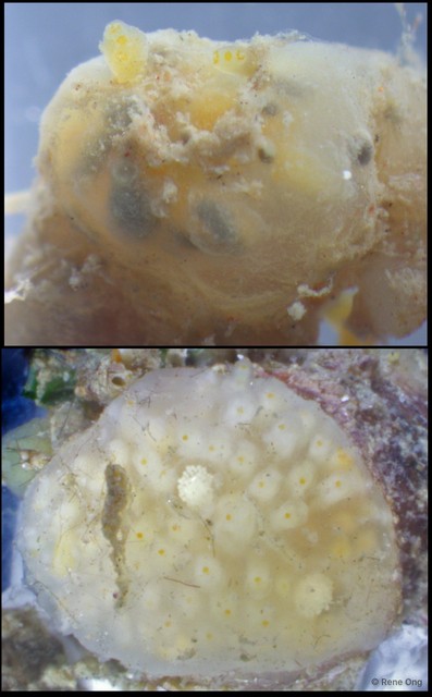 Ascidiacea sp. "Colonial ascidian 47" • © Rene Ong • All Rights Reserved