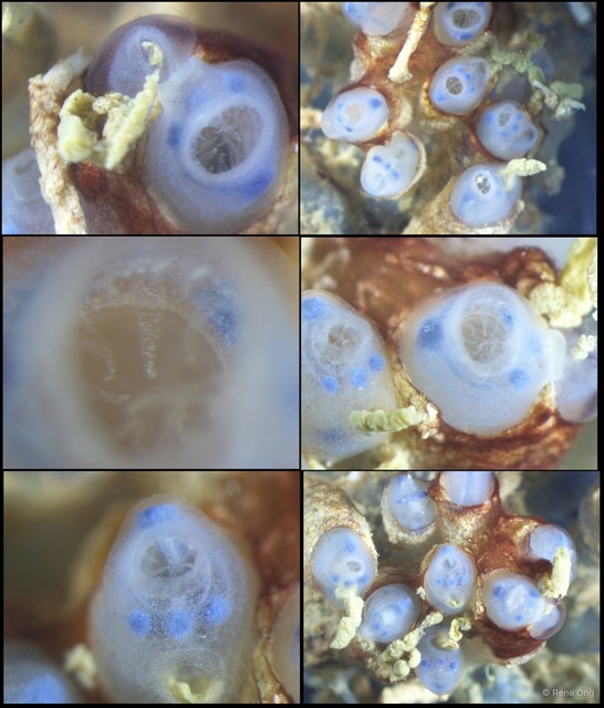 Ascidiacea sp. "Colonial ascidian 48" • © Rene Ong • All Rights Reserved