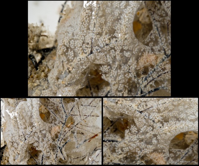 Ascidiacea sp. "Colonial ascidian 49" • © Rene Ong • All Rights Reserved