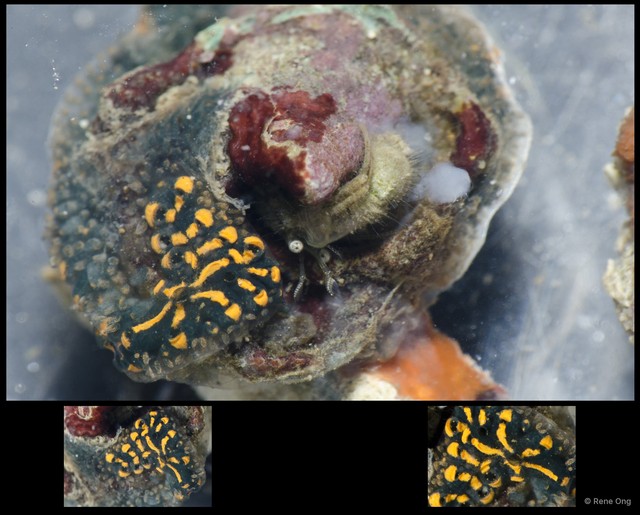 Ascidiacea sp. "Colonial ascidian 50" • © Rene Ong • All Rights Reserved