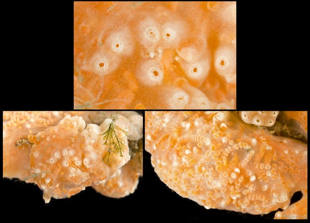 Ascidiacea sp. "Colonial ascidian 51" • © Rene Ong • All Rights Reserved