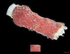 Ascidiacea sp. "Colonial ascidian 52"