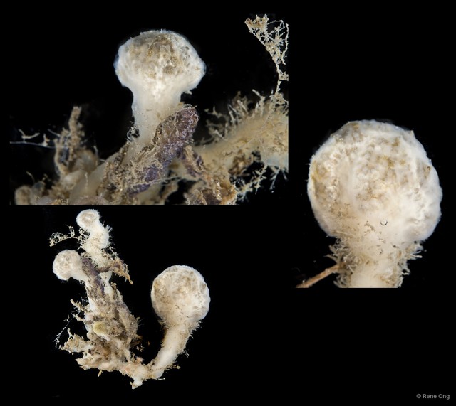 Ascidiacea sp. "Colonial ascidian 53" • © Rene Ong • All Rights Reserved