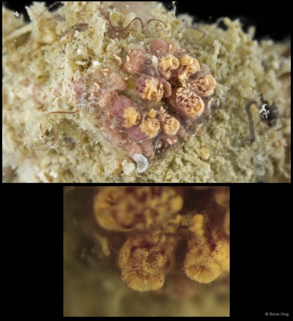 Ascidiacea sp. "Colonial ascidian 54" • © Rene Ong • All Rights Reserved